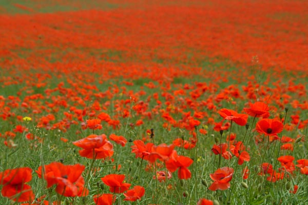 poppies.jpg