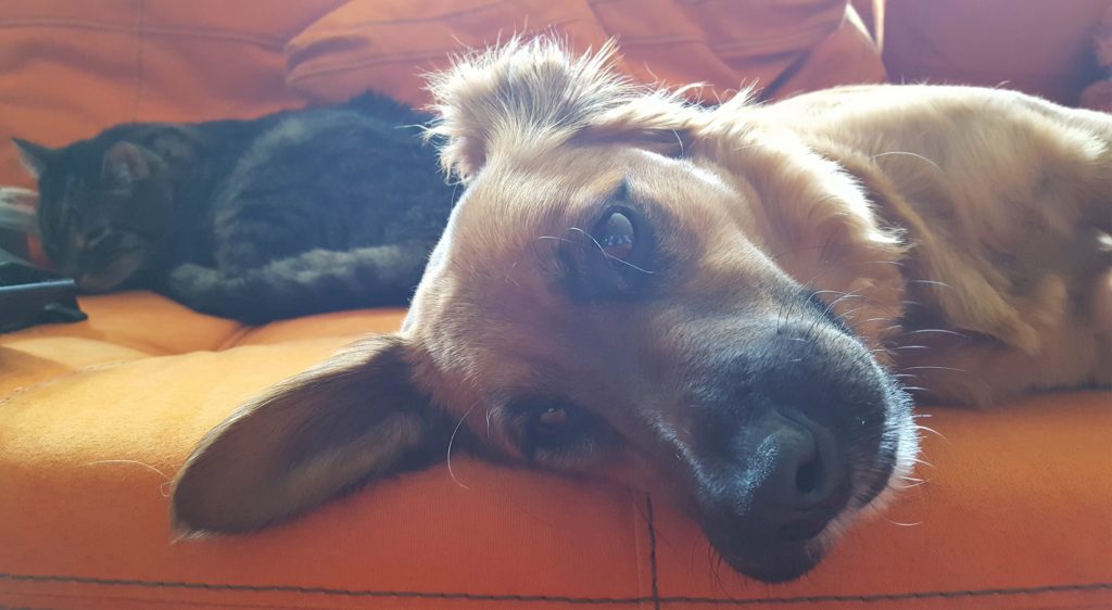 Lola our chabrador lying on a very orange couch